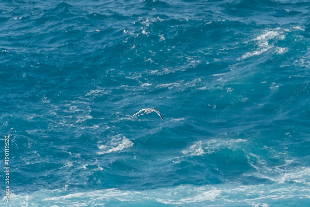 Red-Billed Tropicbird, Phaethon aethereus, flying on blue sea in Guadeloupe
Red-Billed Tropicbird, Phaethon aethereus, flying on blue sea in Guadeloupe