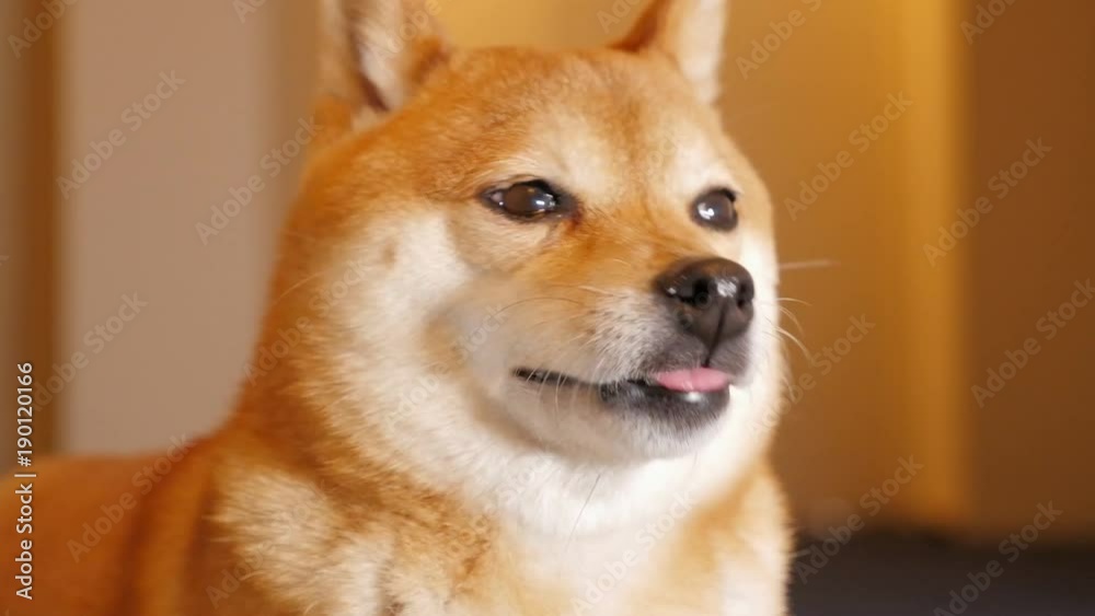 Cute Dog (Shiba Inu) Cute Dog (Shiba Inu)