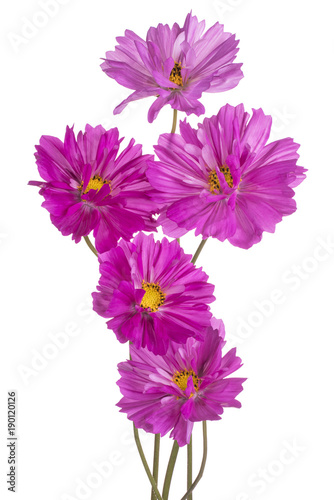 Fototapeta Naklejka Na Ścianę i Meble -  cosmos flower isolated