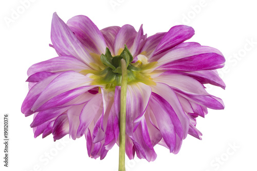 Fototapeta Naklejka Na Ścianę i Meble -  dahlia flower isolated