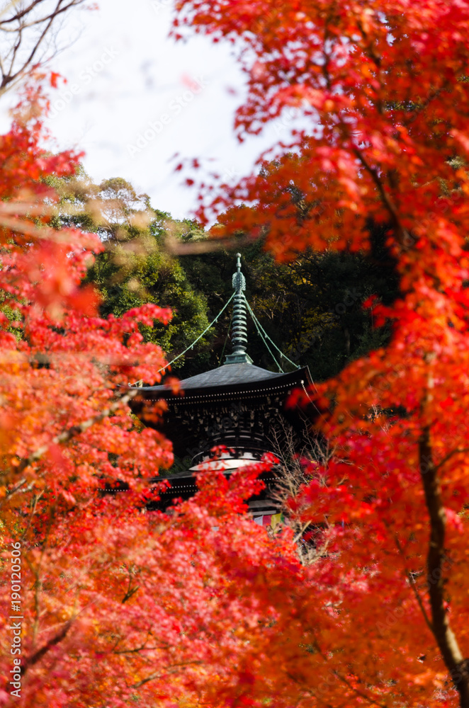 beautiful view of Eikando Temple with blurred autumn red maple leaves frame, autumn season from Kyoto, Japan beautiful view of Eikando Temple with blurred autumn red maple leaves frame, autumn season from Kyoto, Japan