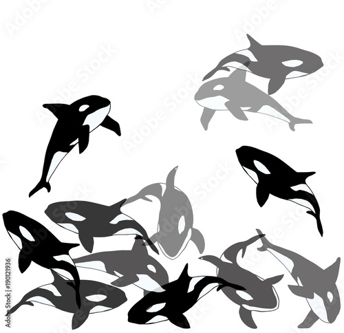 
A flock of Orcinus orca. killer whale
