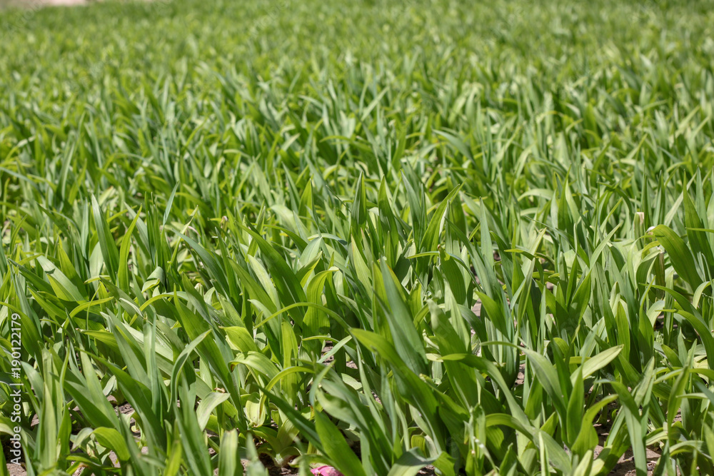 green field green field