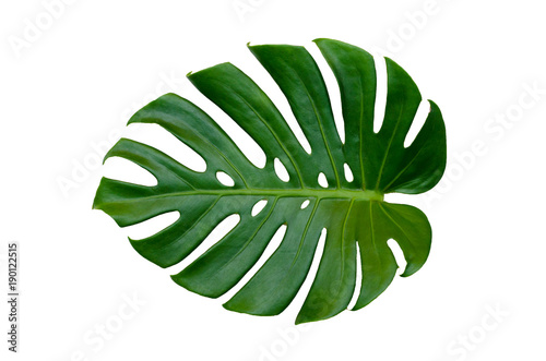 Fototapeta Monstera leaves leaves with Isolate on white background Leaves on white