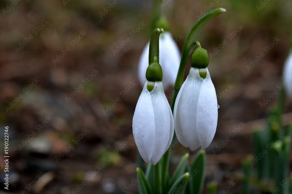 Fototapeta premium snowdrop 