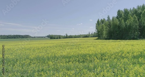 Midday aerial view of Rapeseed field near forest Lahti, Finland, forward movement