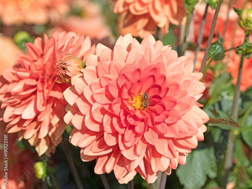 Fototapeta Naklejka Na Ścianę i Meble -  Dahlien, Dahlias