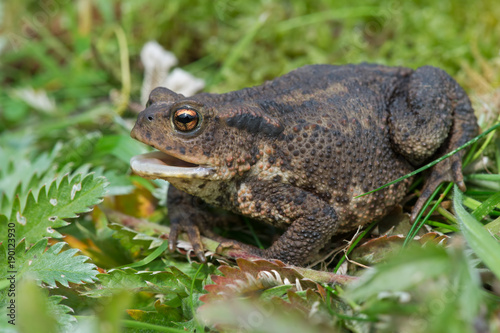 Common Toad (Bufo bufo)/Toad in thick green foliage
