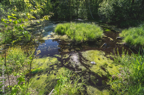 swamp