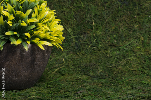 yellow flower in a clay pot against the background of grass photo