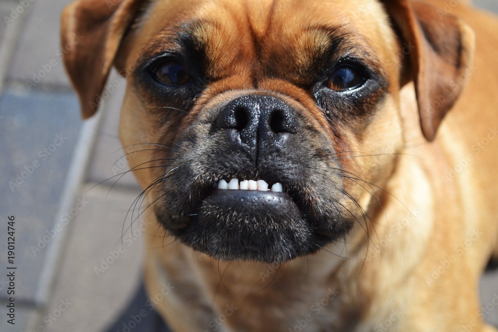 Mopshund Mopshund