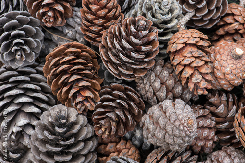 natural holiday background with pinecones grouped together photo