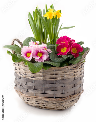Fototapeta Naklejka Na Ścianę i Meble -  Pflanzschale mit Frühlingsblumen freigestellt