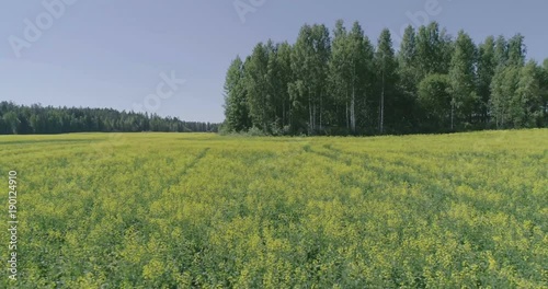 Midday aerial view of Rapeseed field near forest Lahti, Finland, sideway movement