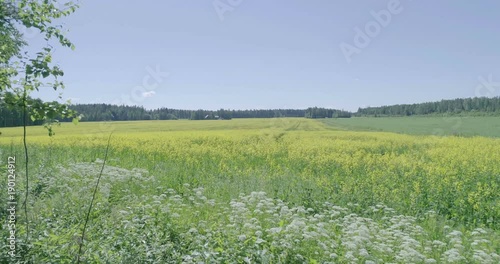 Midday aerial view of Rapeseed field near forest Lahti, Finland, forward movement