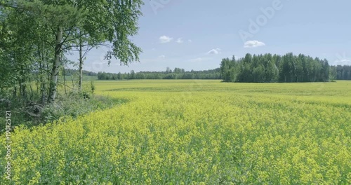 Midday aerial view of Rapeseed field near forest Lahti, Finland, forward movement