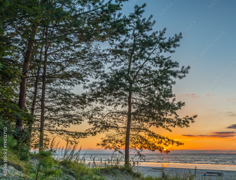 Pine forest beach at sunset, Baltic Sea
