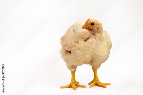 Broiler chicken 30 days old isolated on white.