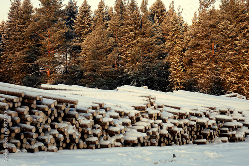 The logs are prepared for transport . photo