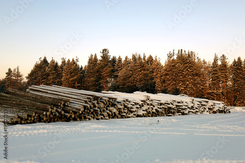 The logs are prepared for transport . photo