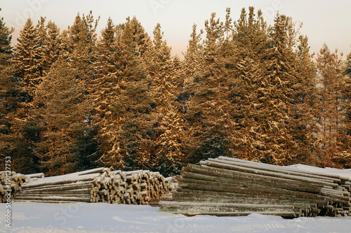 The logs are prepared for transport . photo