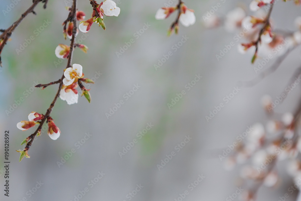Tender apricot blossom buds and flowers in the spring Tender apricot blossom buds and flowers in the spring