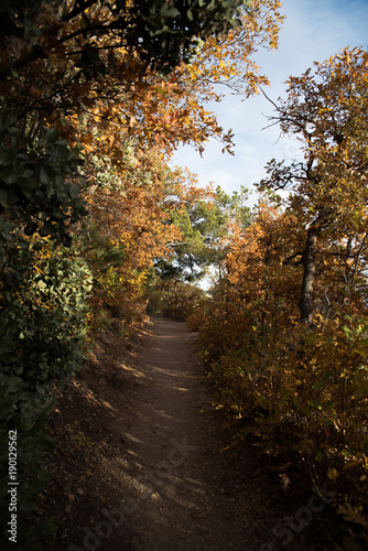 Fall foliage surrounding a walking path at the North Rim of the Grand Canyon. 