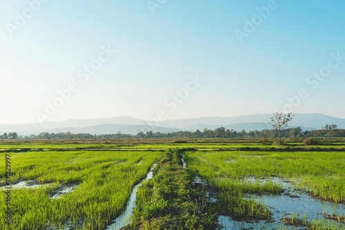 Landscape of greenfield and rice seedlings  A farms with the rice seedlings in the morning.