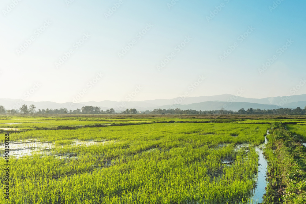 Landscape of greenfield and rice seedlings, A farms with the rice seedlings in the morning.