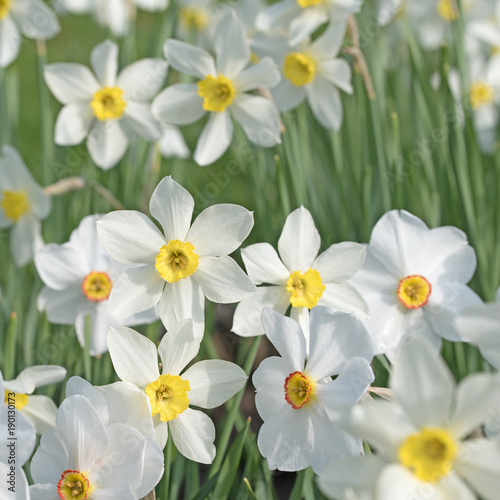 Fototapeta Naklejka Na Ścianę i Meble -  Weiße Narzissen, Narcissus, Osterglocken