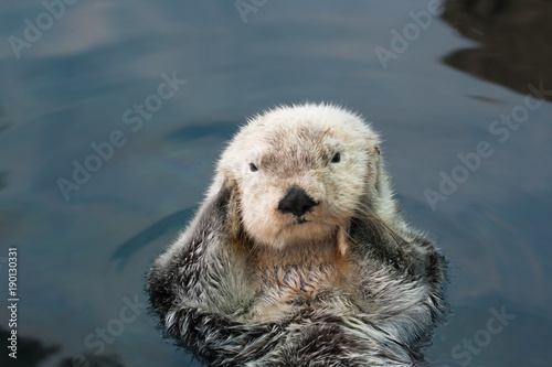 Sea otter © YuliaB