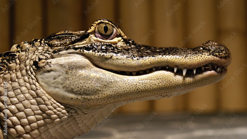 Fototapeta premium Crocodile Alligator Animal Reptile Nature Danger