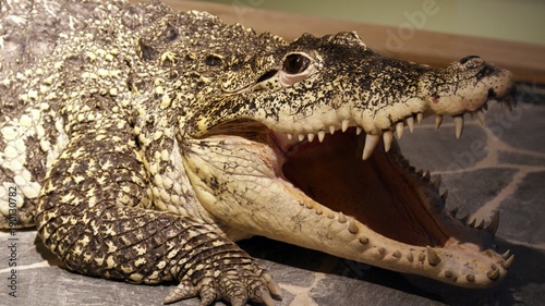 Crocodile Alligator Animal Reptile Nature Danger