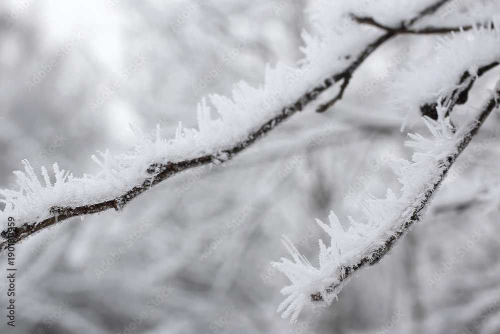 Frozen ice crystals on the branches