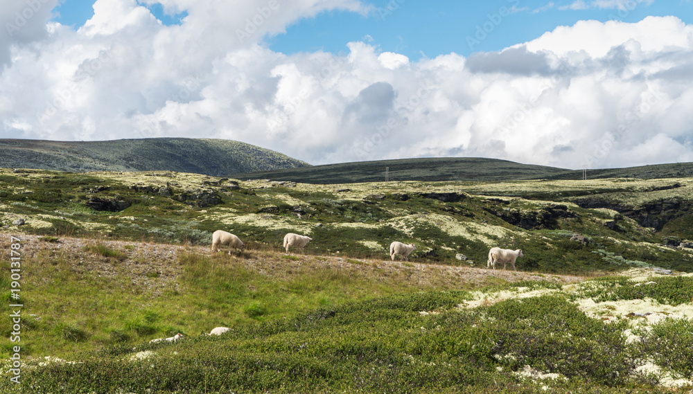 Four sheep in the background of the hills. View from national to