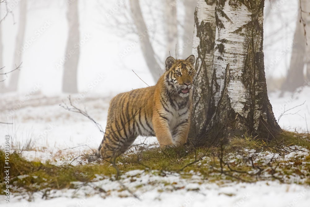 Fototapeta premium siberian tyger in winter, Panthera tigris altaica