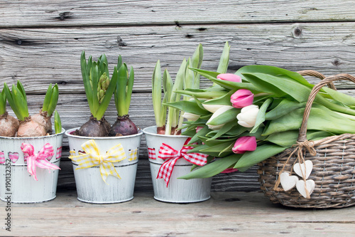 Fototapeta Naklejka Na Ścianę i Meble -  Tulpen im Weidenkorb mit Blumenzwiebeln Hyazinthe rustikal im Frühling vor Holzhintergrund