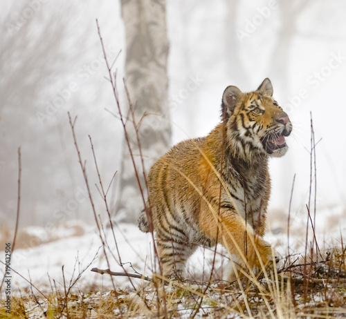 cute young siberian tiger in winter  portrait