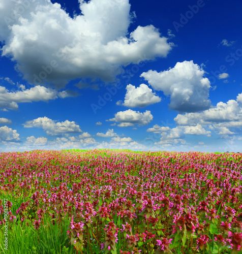 Summer wildflowers and sky