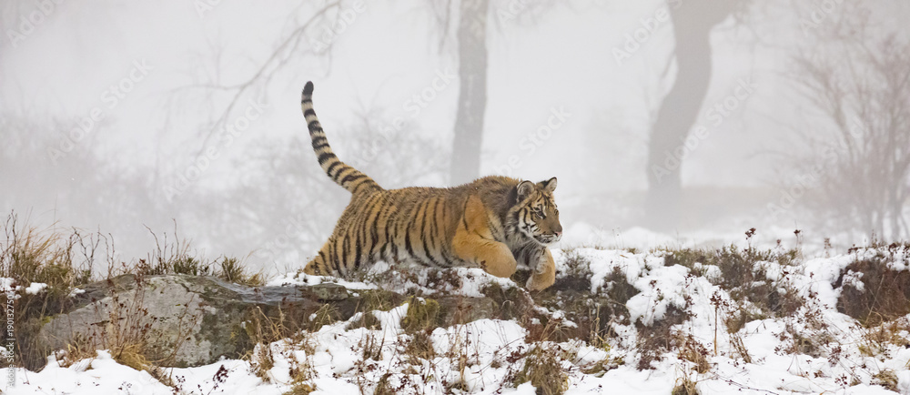 Fototapeta premium siberian tiger on snow in action, Panthera tigris altaica