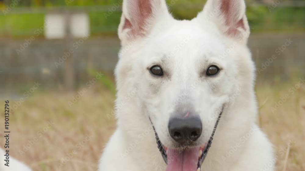 White Shepherd Dog White Shepherd Dog