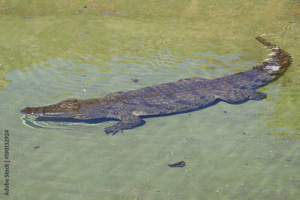Nilkrokodil (Crocodylus niloticus) im Wasser Nilkrokodil (Crocodylus niloticus) im Wasser