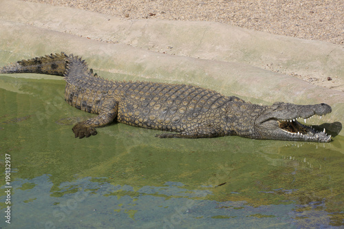 Nilkrokodil (Crocodylus niloticus) im Wasser