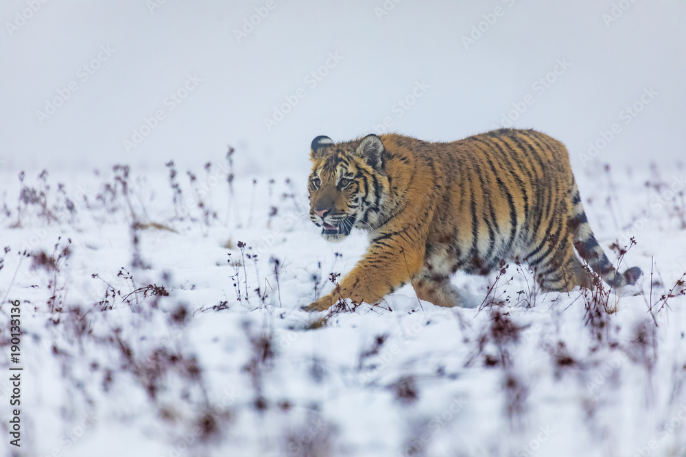 Obraz premium siberian tyger in winter, Panthera tigris altaica