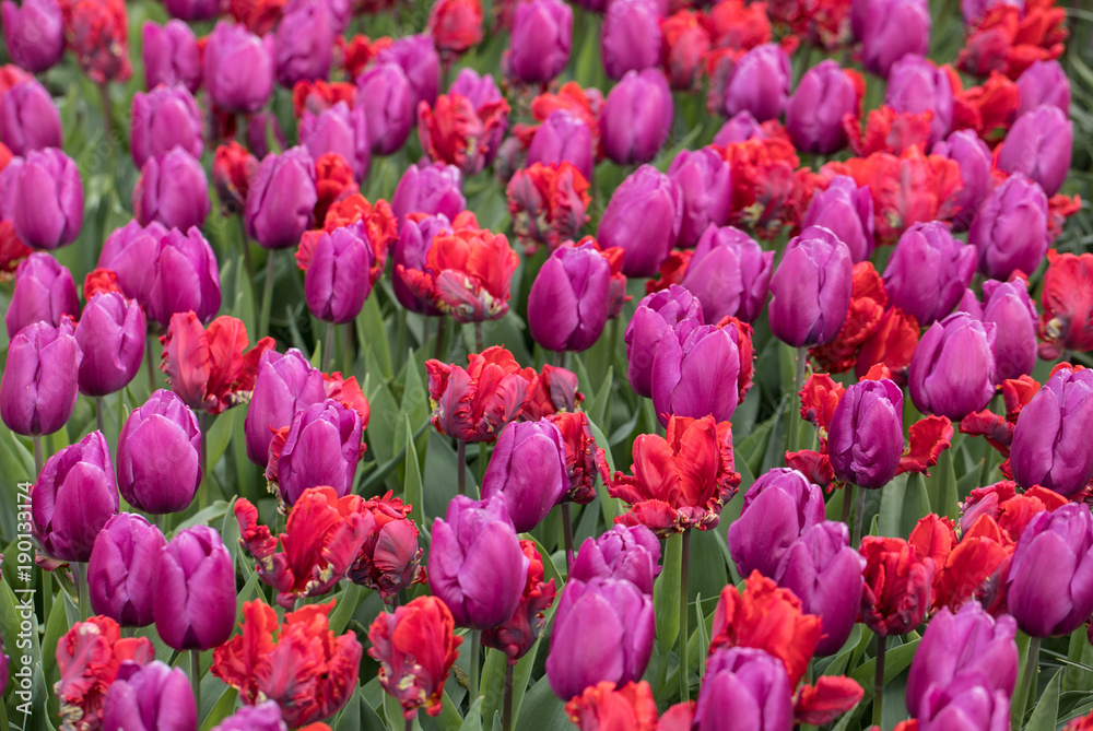 Abstract background .Red and purple tulips flowers blooming in a park Abstract background .Red and purple tulips flowers blooming in a park