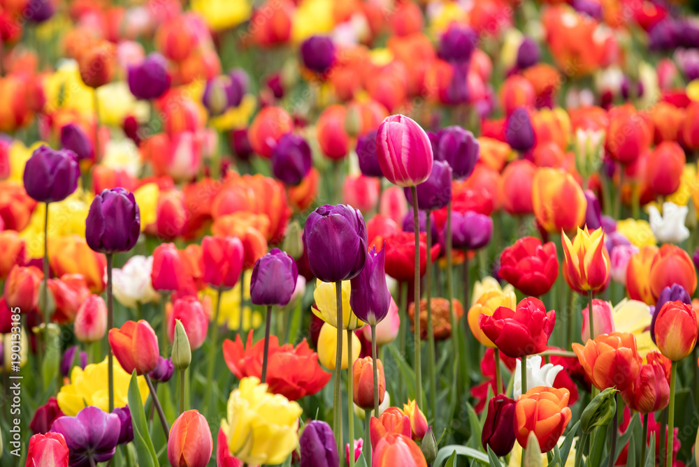 Abstract background . Colorful tulips flowers blooming in a park