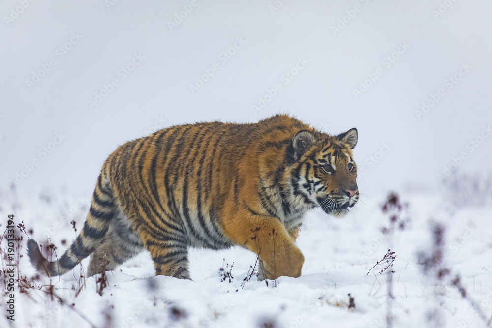 Obraz premium siberian tiger on snow in action, Panthera tigris altaica