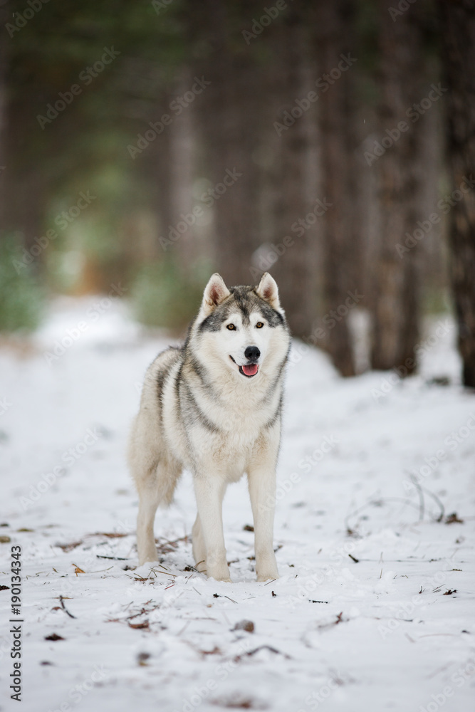Portrait of a gray husky standing in a snowy forest. A dog on a natural background. Dog in the snow.