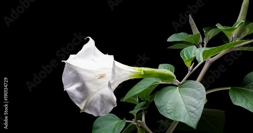 Blooming of datura flower, dope, stramonium, thorn-apple, jimsonweed. 4K timelapse video