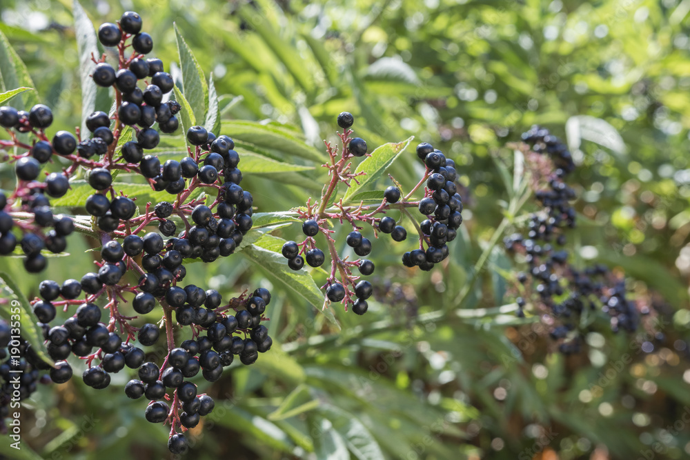 Sambucus ebulus known as danewort, dane weed, danesblood, dwarf elder ...